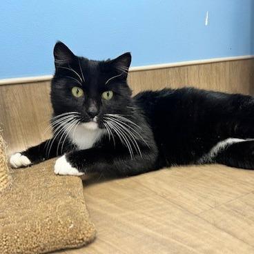 Enlarge Silas, a Adoptable Domestic Short Hair in Oneonta, NY image 1/6