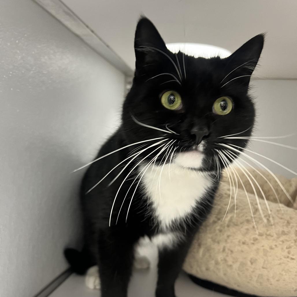 Enlarge Silas, a Adoptable Domestic Short Hair in Oneonta, NY image 2/6