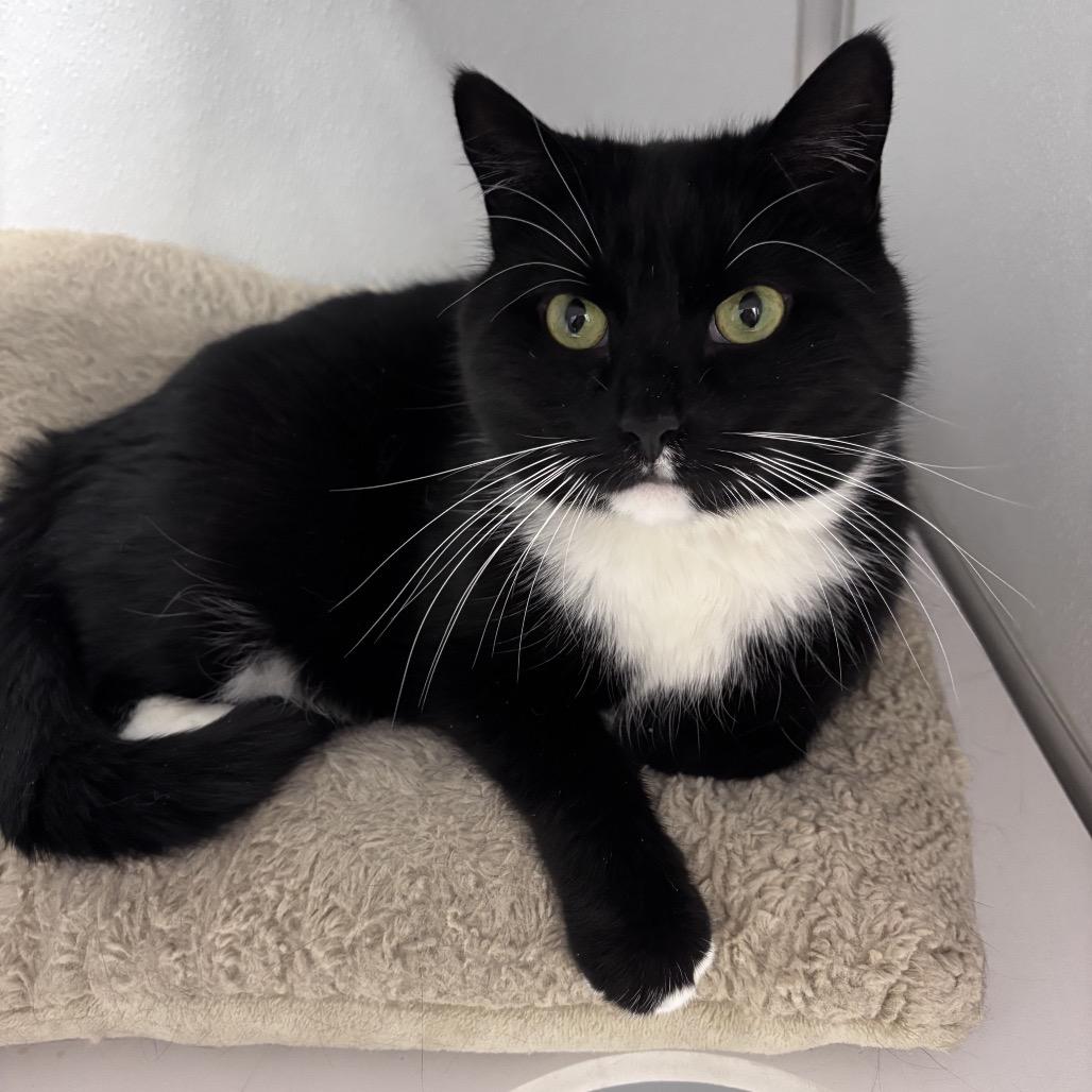 Enlarge Silas, a Adoptable Domestic Short Hair in Oneonta, NY image 3/6