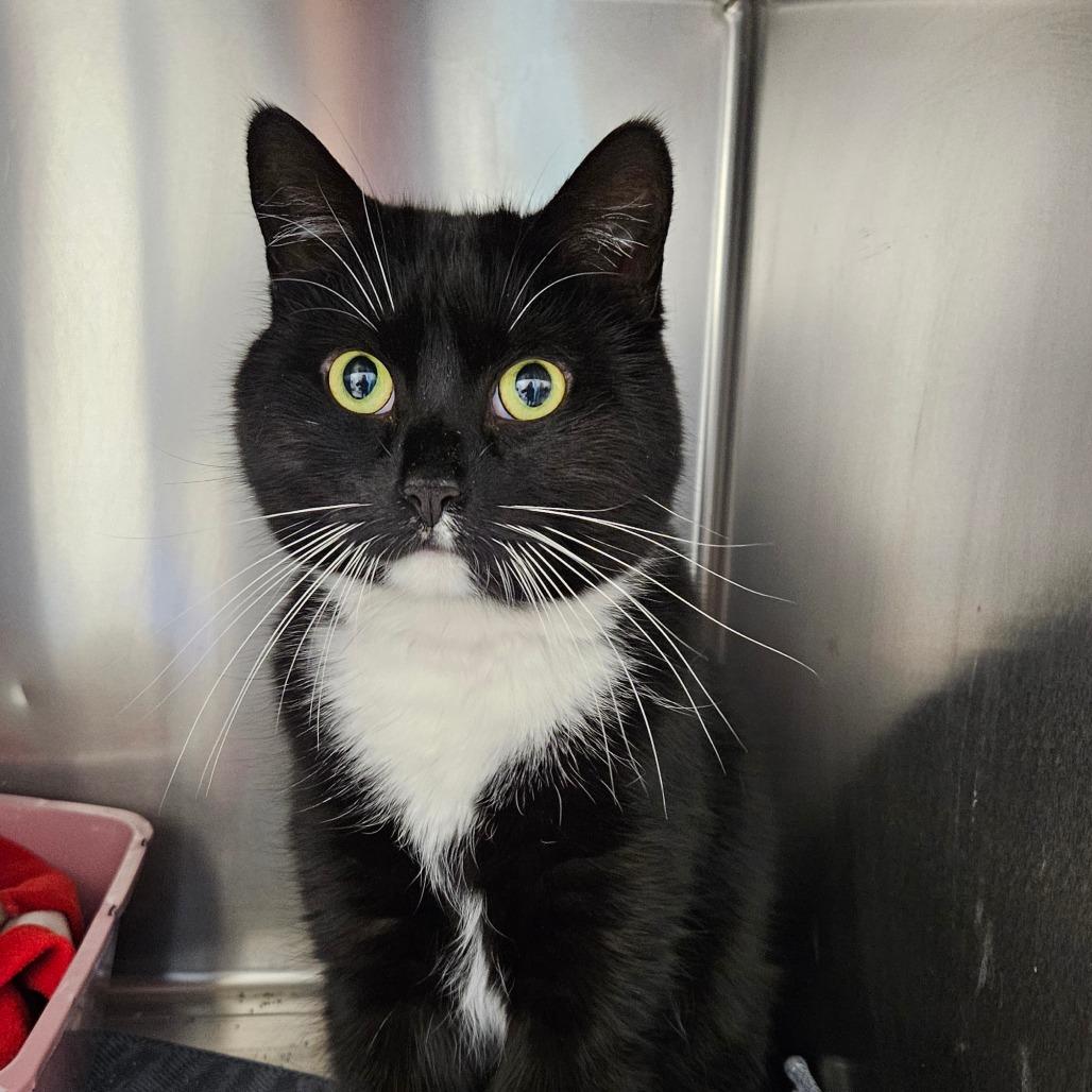 Enlarge Silas, a Adoptable Domestic Short Hair in Oneonta, NY image 4/6