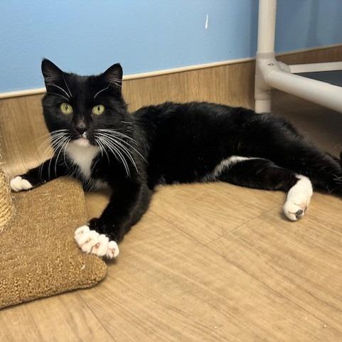 Enlarge Silas, a Adoptable Domestic Short Hair in Oneonta, NY image 5/6