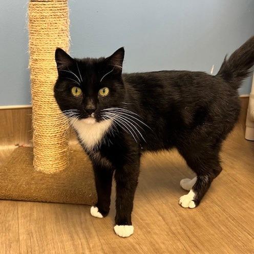 Enlarge Silas, a Adoptable Domestic Short Hair in Oneonta, NY image 6/6