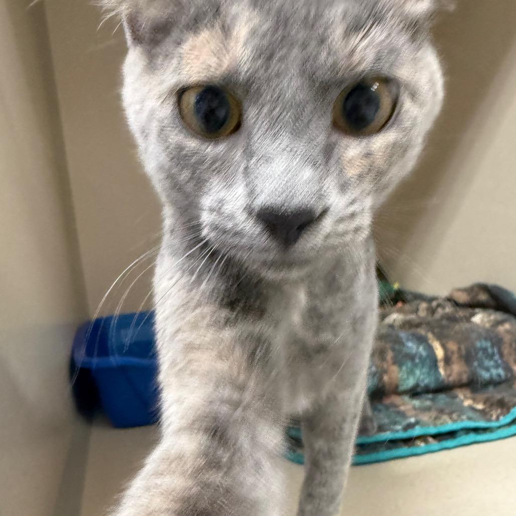 Fawn, Adoptable, Kitten Female Domestic Long Hair.