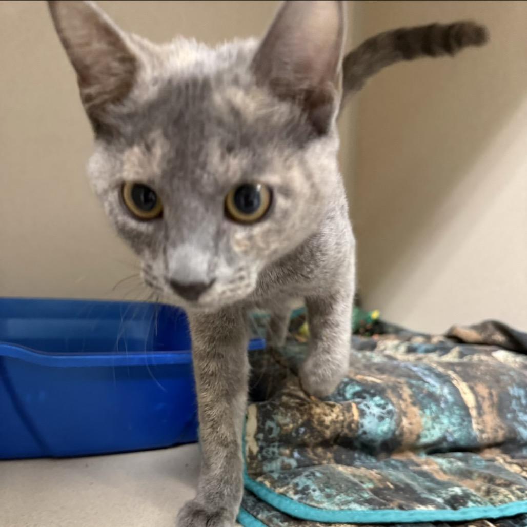 Enlarge Fawn, a Adoptable Domestic Long Hair in Great Falls, MT image 2/3