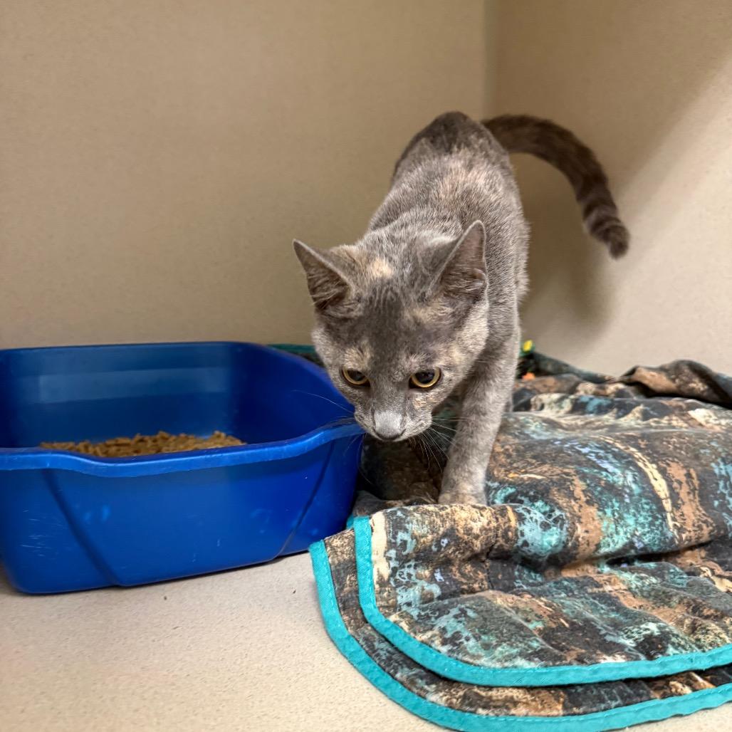 Enlarge Fawn, a Adoptable Domestic Long Hair in Great Falls, MT image 3/3