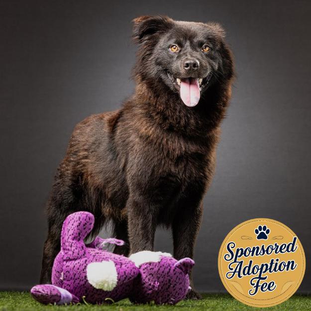 Enlarge Mortimer, a Adoptable mixed breed in Jupiter, FL image 1/5