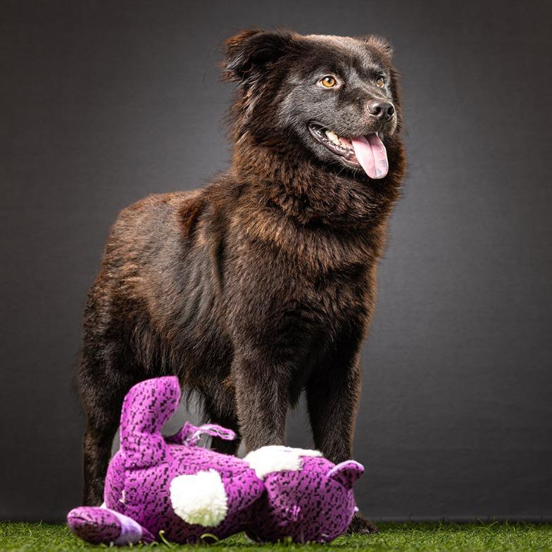 Mortimer, Adoptable, Adult Male Chow Chow.