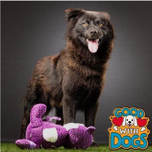 Enlarge Mortimer, a Adoptable mixed breed in Jupiter, FL image 2/5