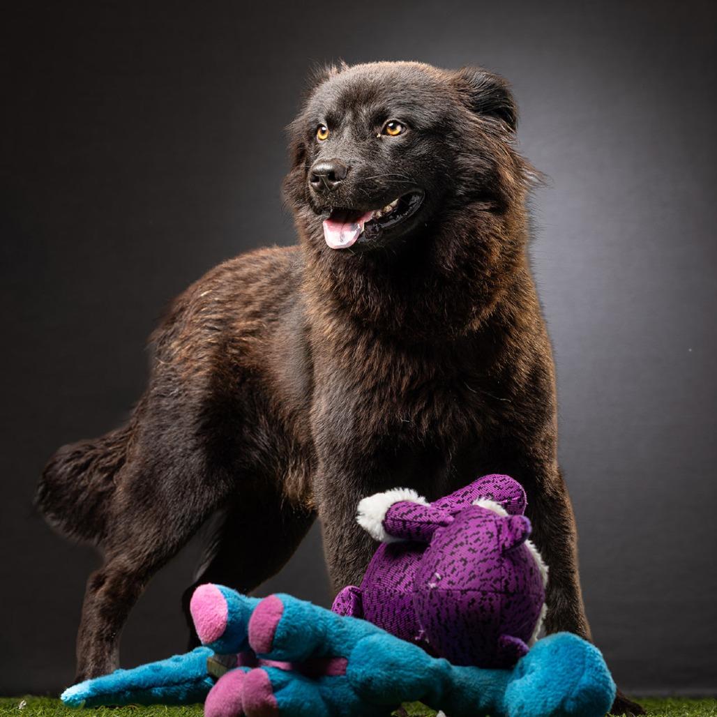 Enlarge Mortimer, a Adoptable mixed breed in Jupiter, FL image 3/5