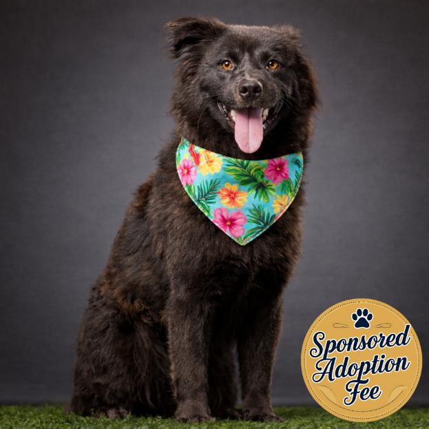 Mortimer — thumbnail 3