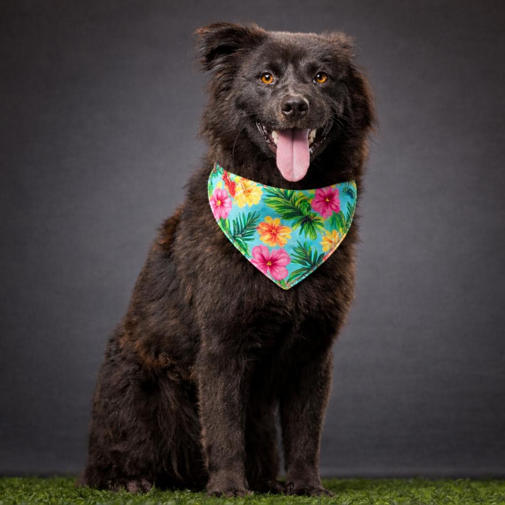 Enlarge Mortimer, a Adoptable mixed breed in Jupiter, FL image 3/5