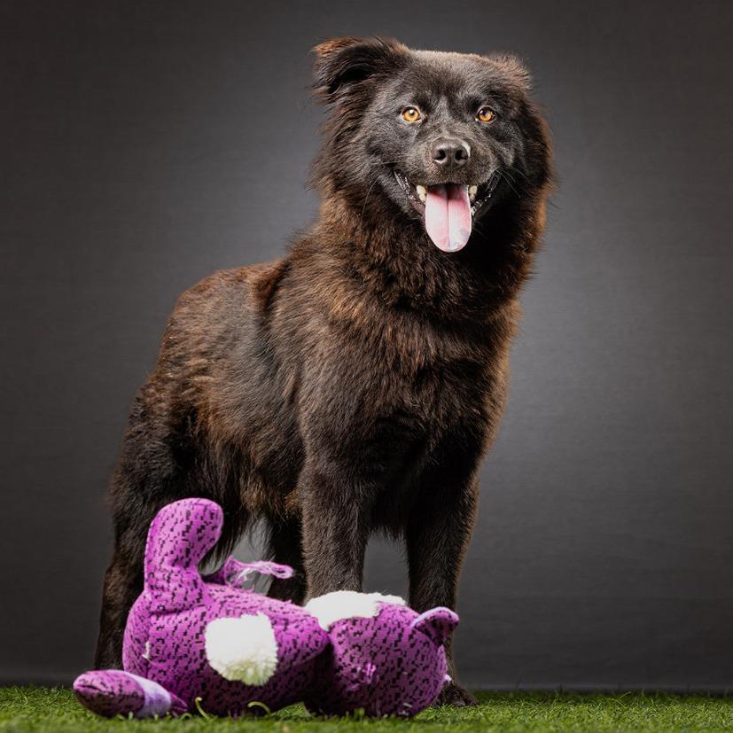 Enlarge Mortimer, a Adoptable mixed breed in Jupiter, FL image 4/5