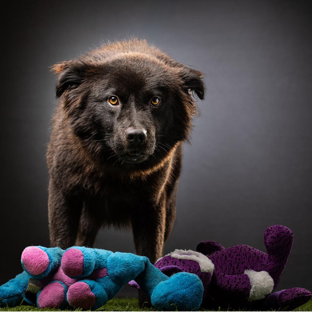 Enlarge Mortimer, a Adoptable mixed breed in Jupiter, FL image 5/5