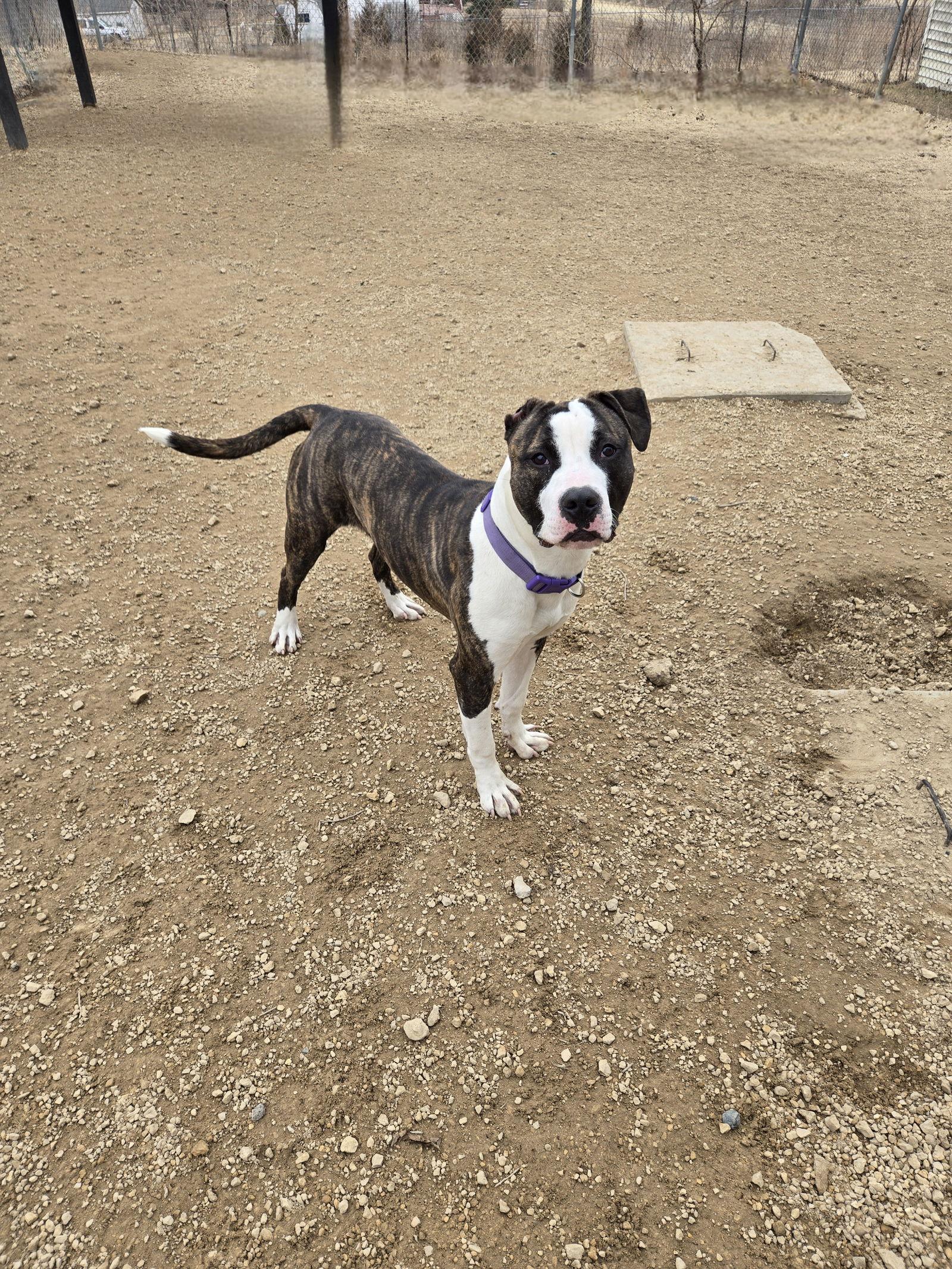 Zeus, Adopted, Young Male Mixed Breed.