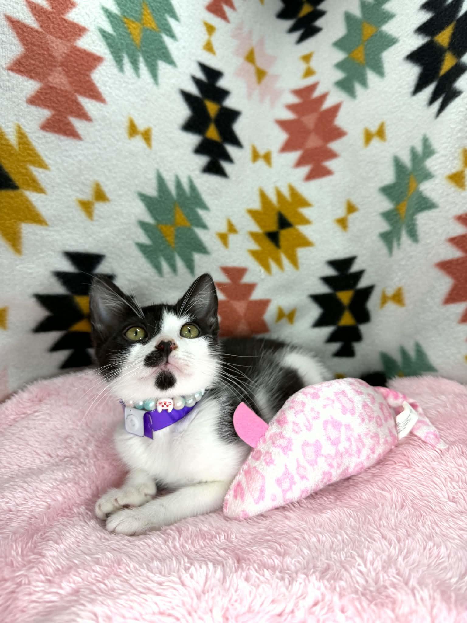 Davina, a ADOPTABLE Domestic Short Hair in Tavares, FL image 3/3
