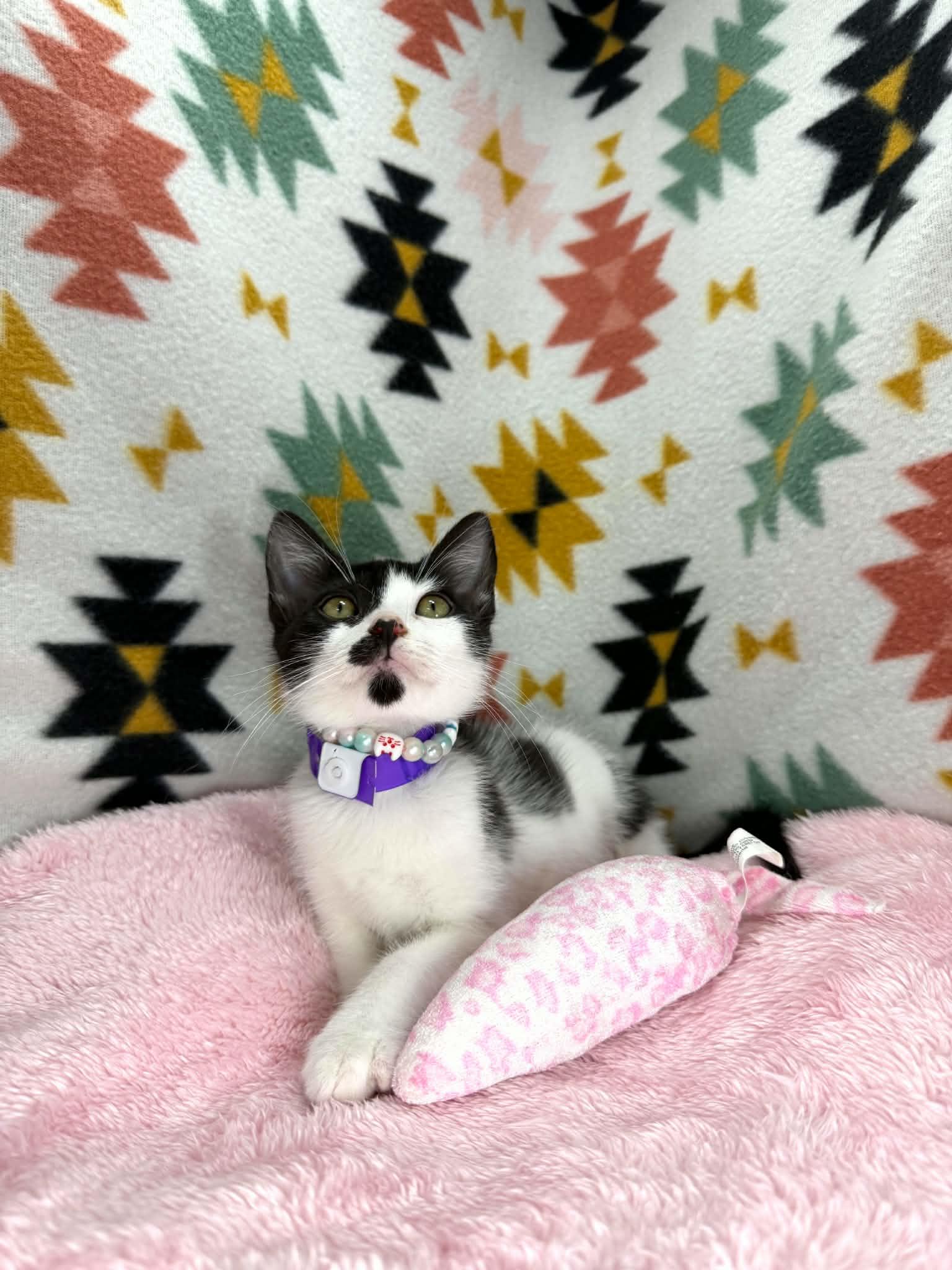 Davina, a ADOPTABLE Domestic Short Hair in Tavares, FL image 2/3