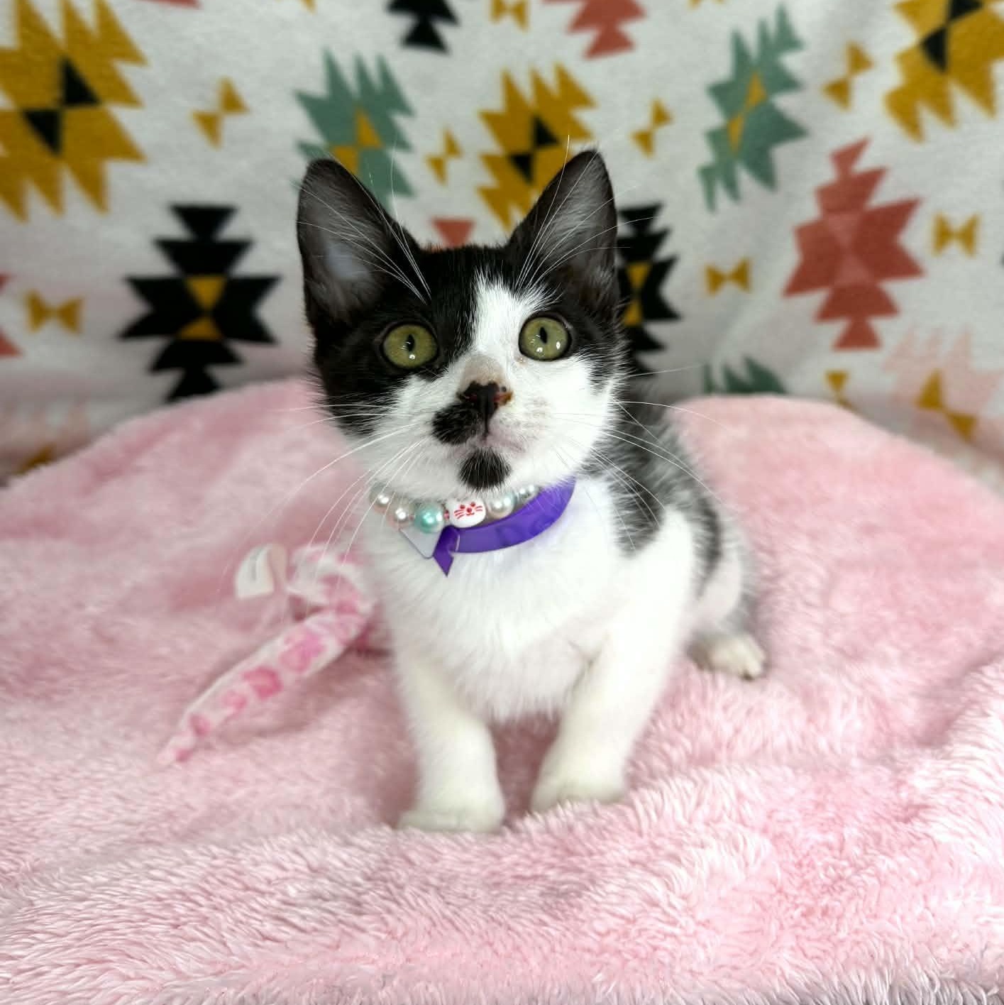 Davina, ADOPTABLE, Kitten Female Domestic Short Hair.