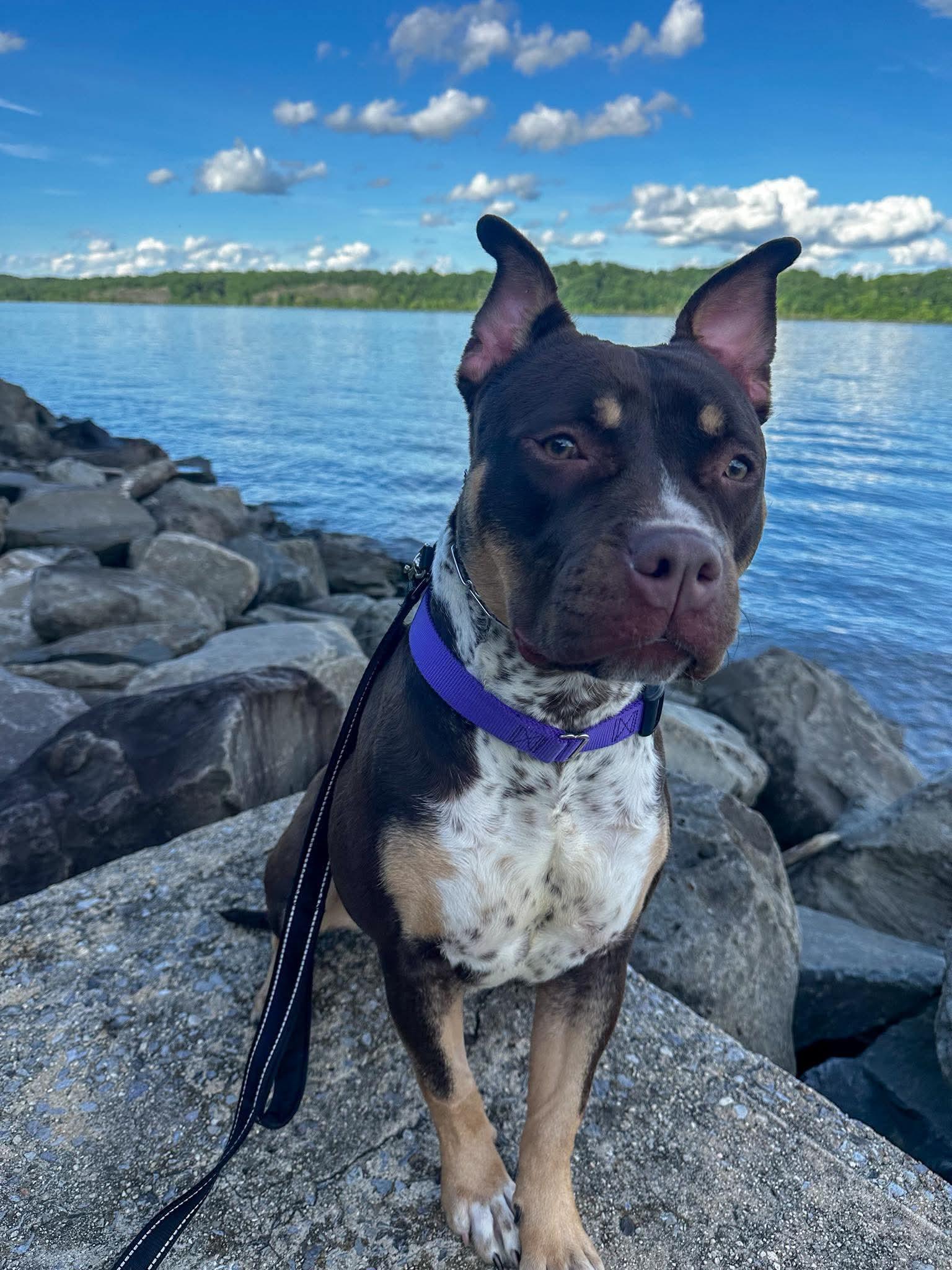 Gumdrop, a ADOPTABLE Mixed Breed in Highland, NY image 1/5