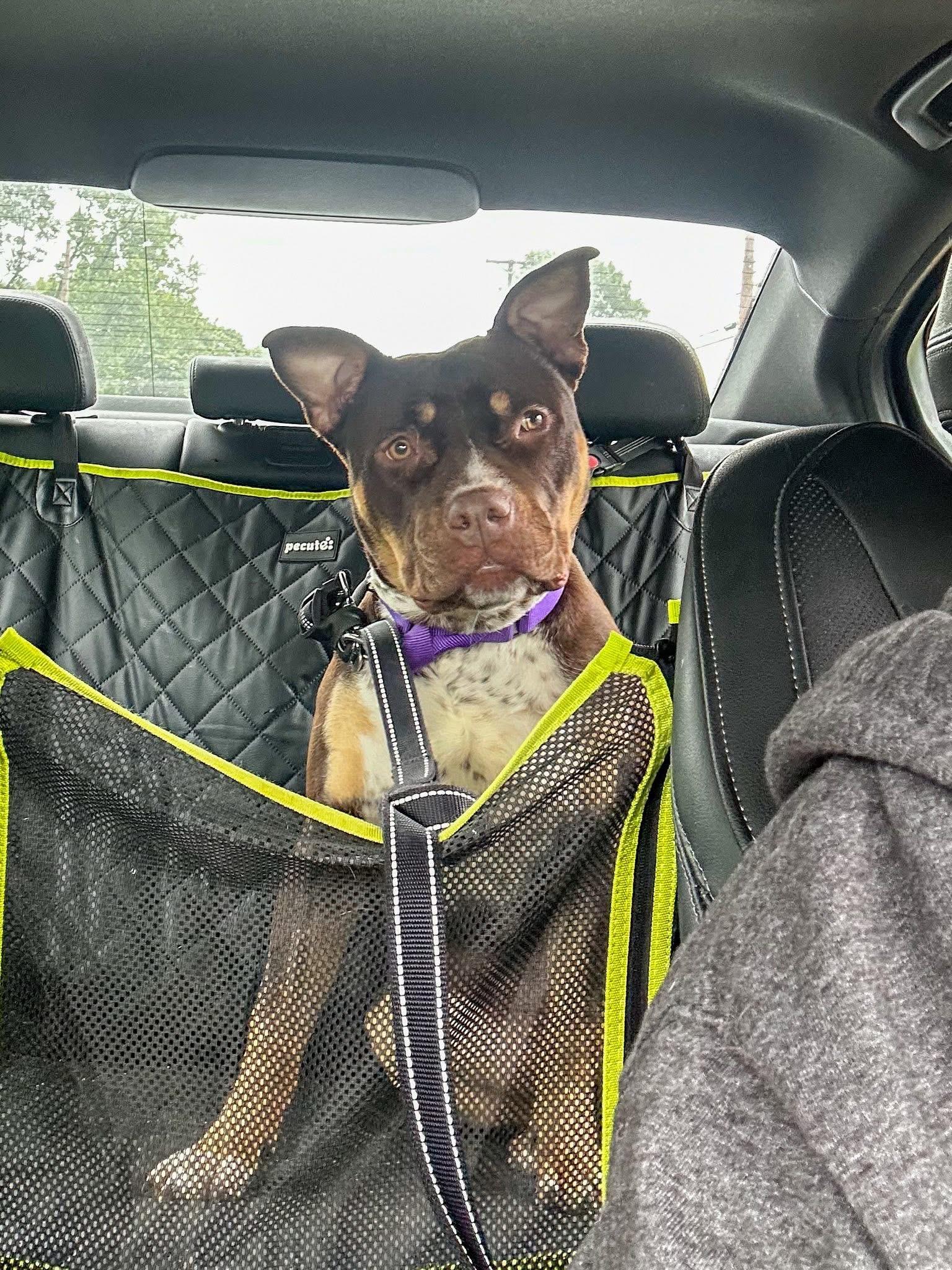 Gumdrop, a ADOPTABLE Mixed Breed in Highland, NY image 4/5