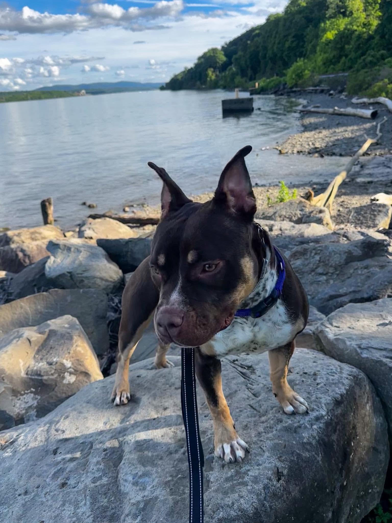 Gumdrop, a ADOPTABLE Mixed Breed in Highland, NY image 5/5
