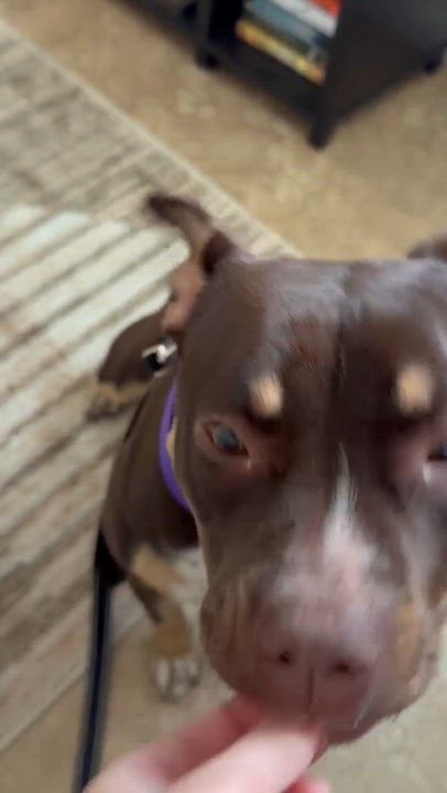 Enlarge Gumdrop, a ADOPTABLE Mixed Breed in Highland, NY video 3/5