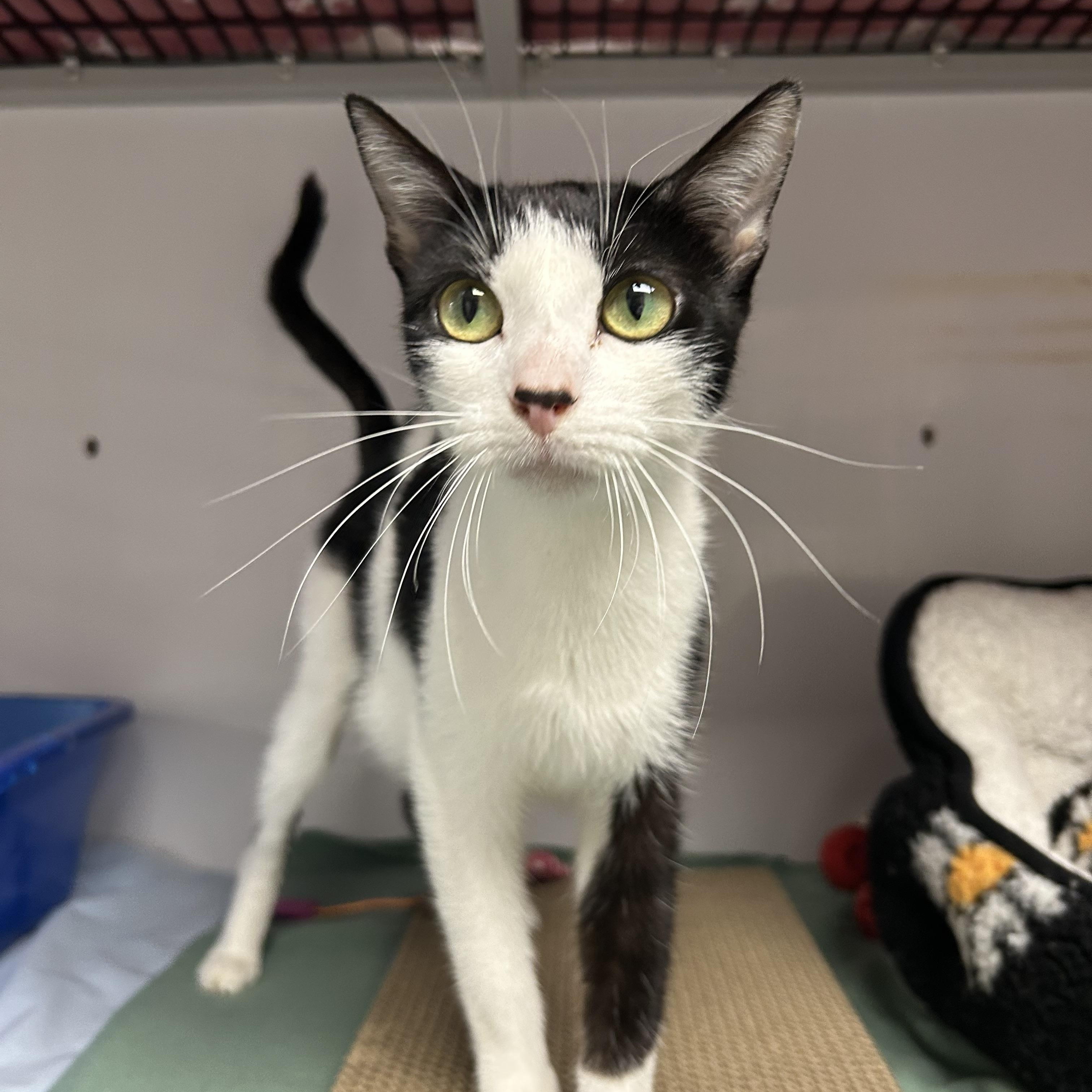 Enlarge Gi-Gi, an adopted Domestic Short Hair in White Oak, PA image 2/2