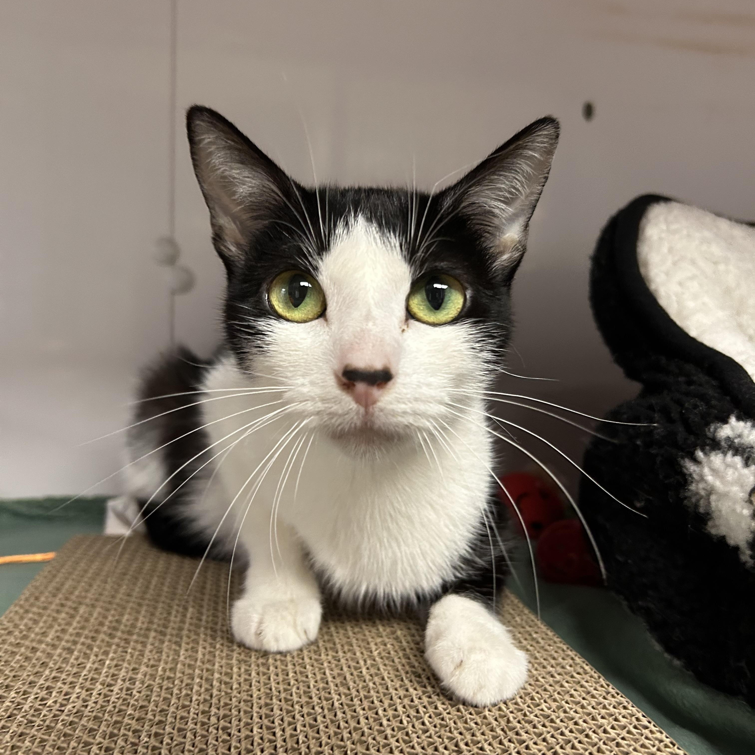 Enlarge Gi-Gi, an adopted Domestic Short Hair in White Oak, PA image 1/2