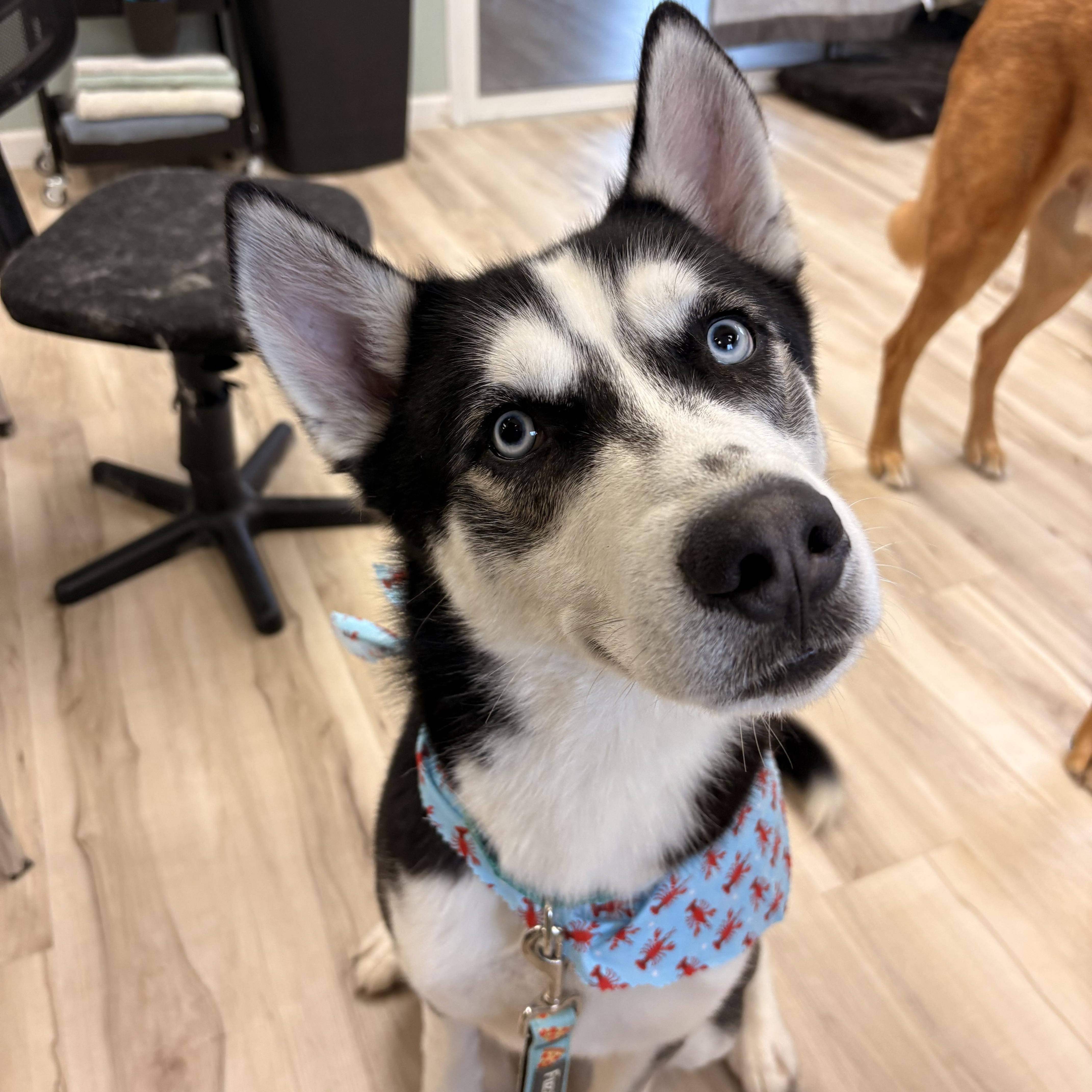 Enlarge Alfie, a ADOPTABLE Husky in Watertown, CT image 4/4