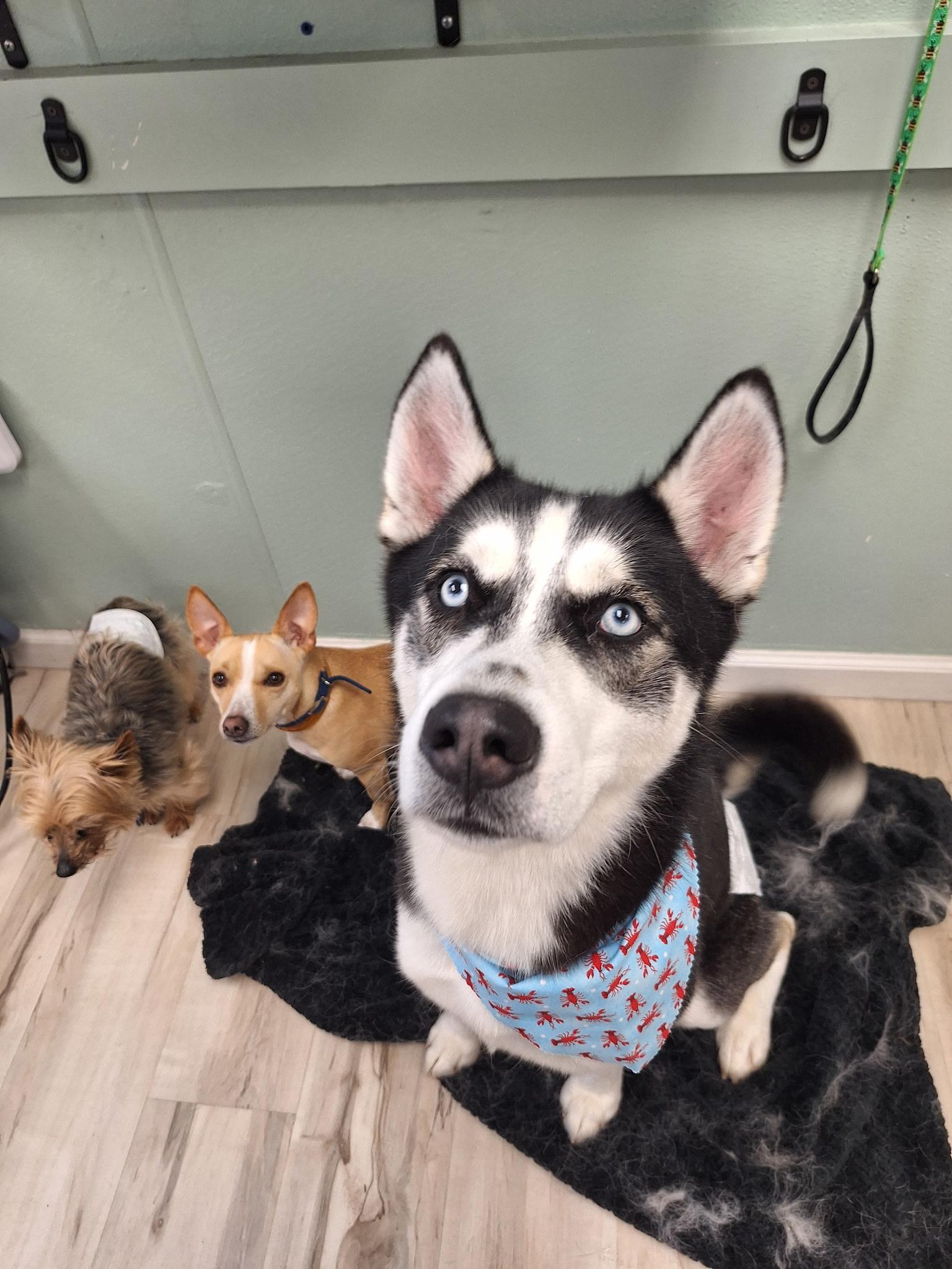 Enlarge Alfie, a ADOPTABLE Husky in Watertown, CT image 2/4