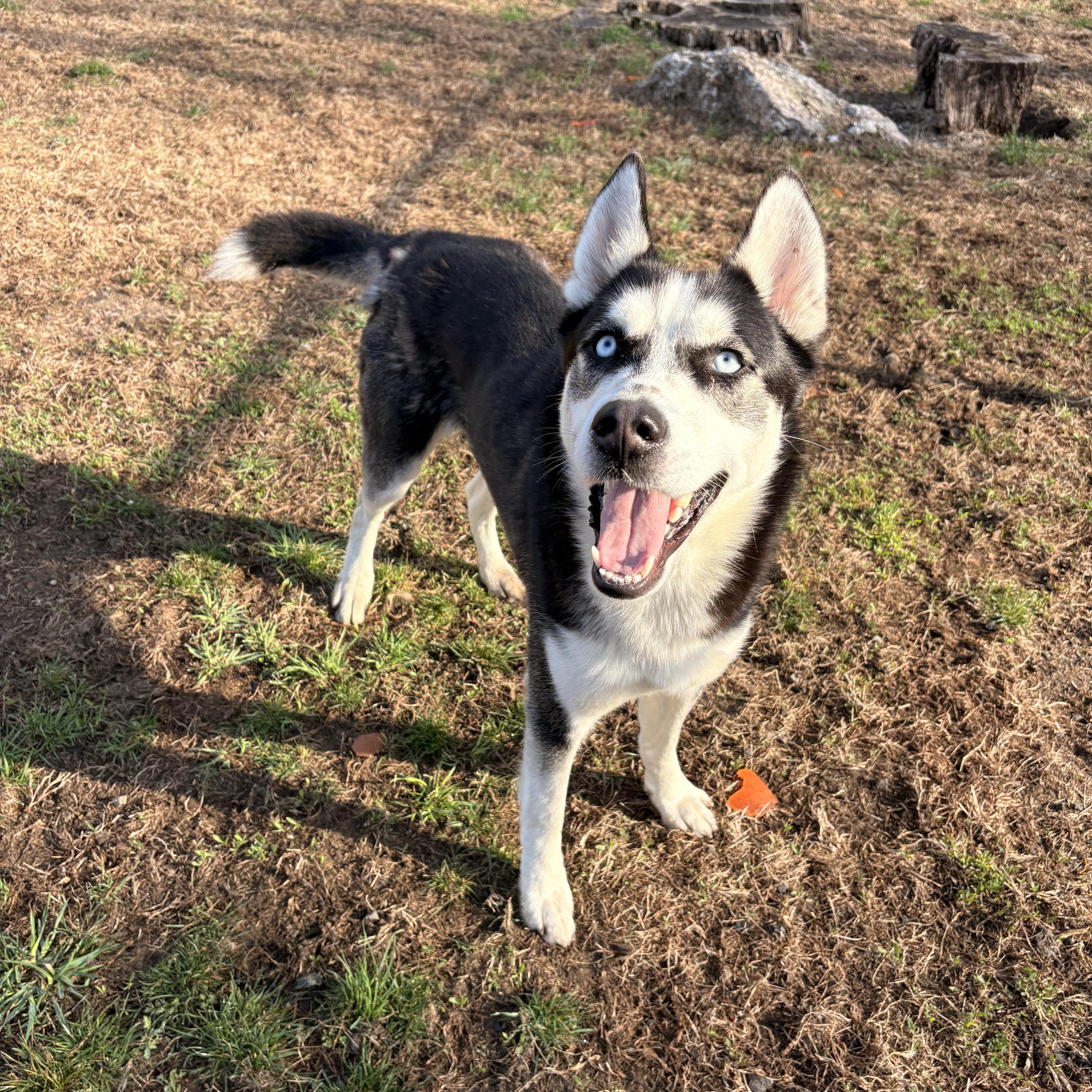 Enlarge Alfie, a ADOPTABLE Husky in Watertown, CT image 3/4
