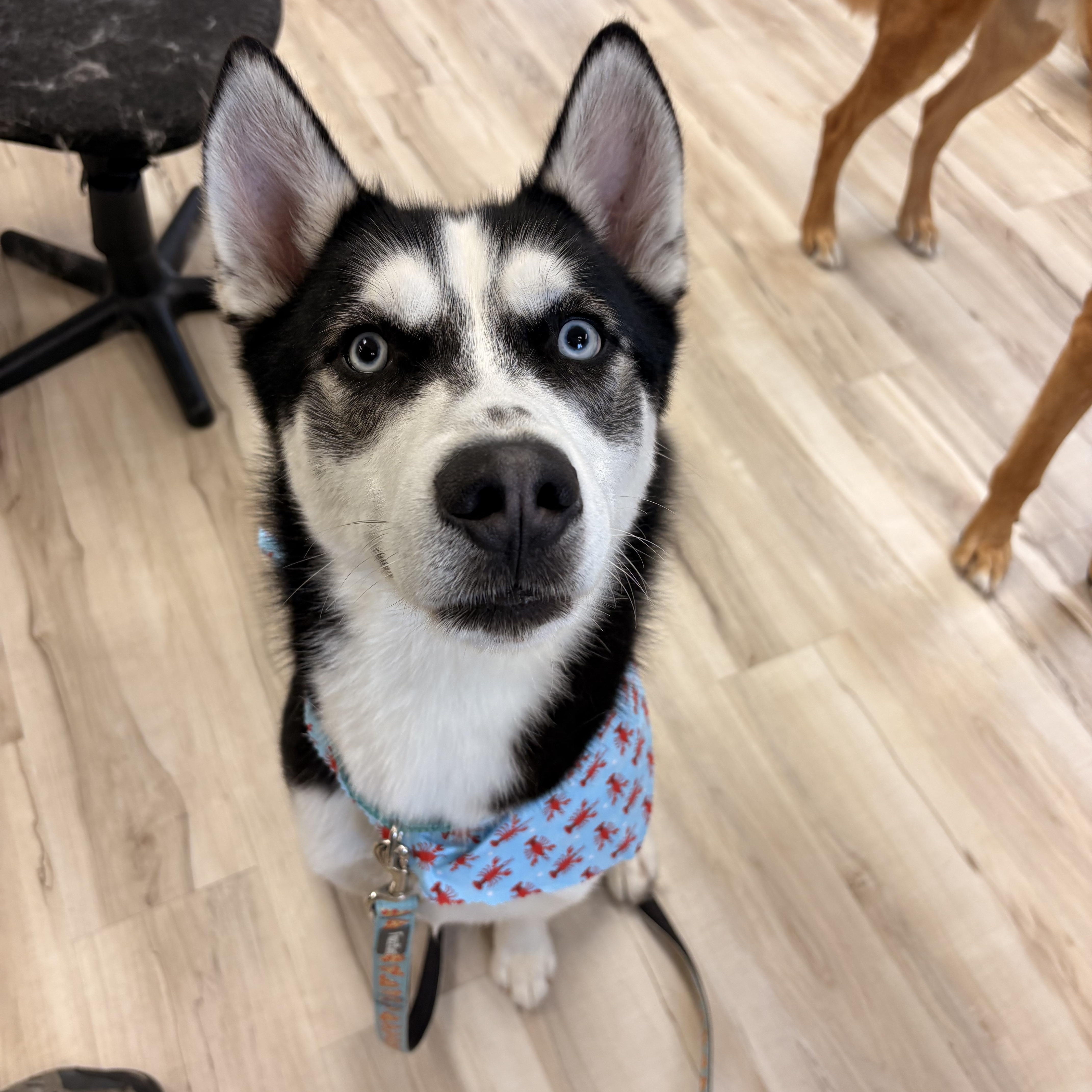 Alfie, ADOPTABLE, Young Male Husky.