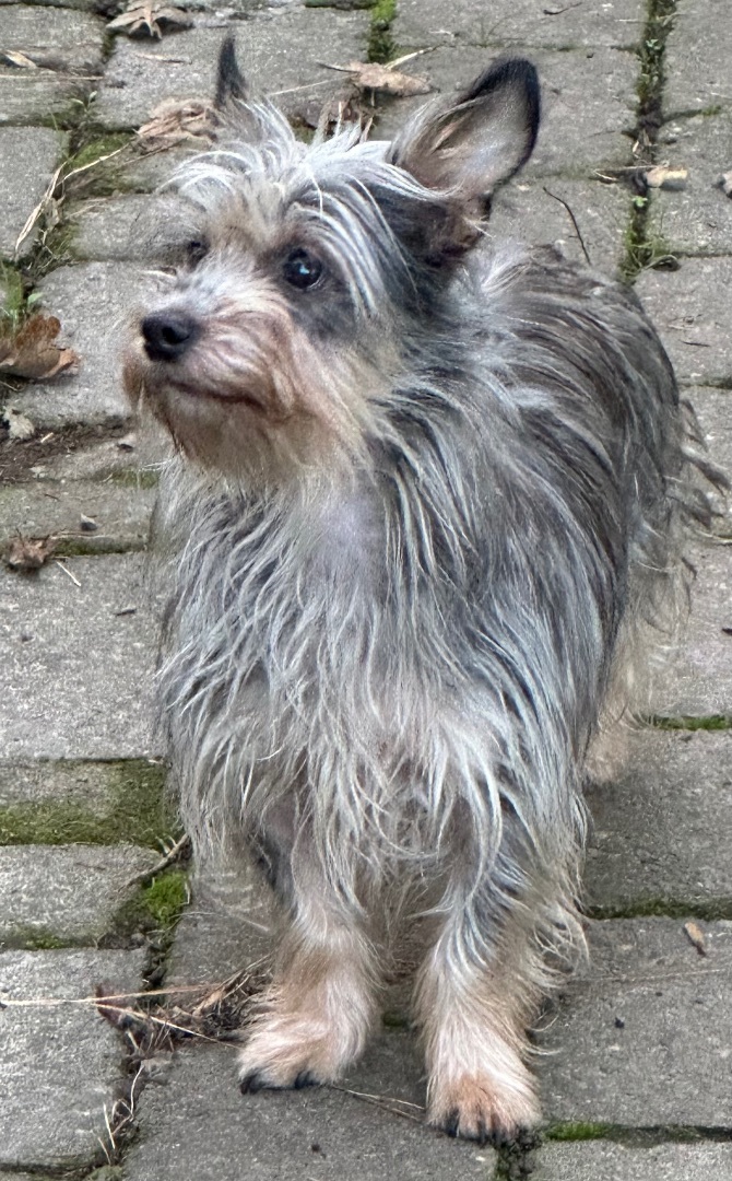 Hot grey terrier mix Outlet