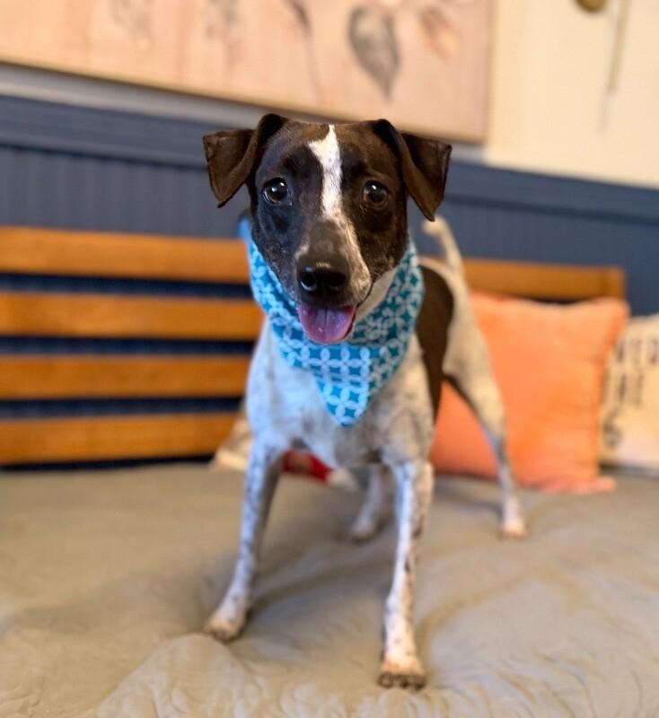 Enlarge Piper Pepper Girly, a Adoptable mixed breed in Brattleboro, VT image 3/6
