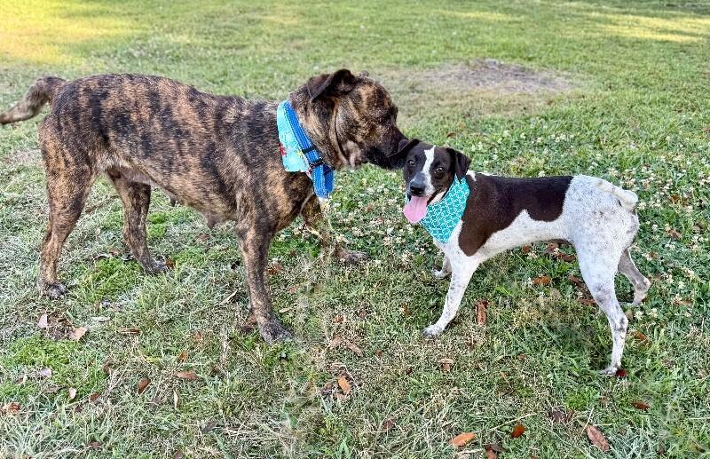 Enlarge Piper Pepper Girly, a Adoptable mixed breed in Brattleboro, VT image 2/6