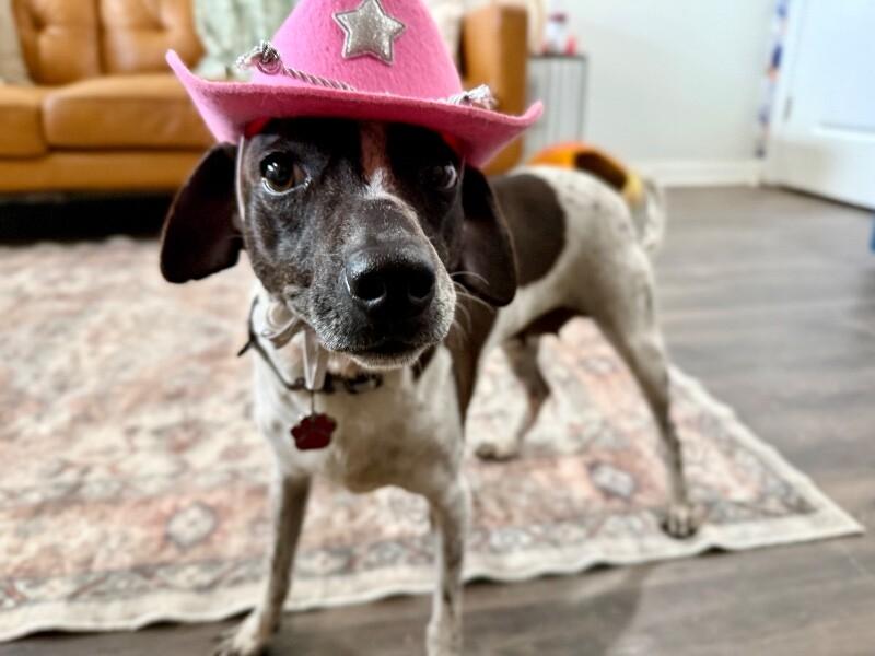 Enlarge Piper Pepper Girly, a Adoptable mixed breed in Brattleboro, VT image 1/6