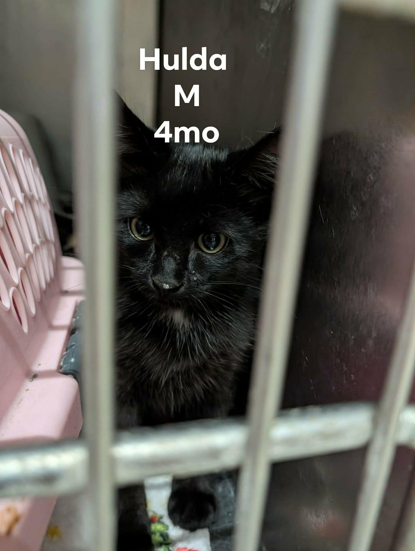 Enlarge Hulda, a Adoptable Domestic Short Hair in Fargo, ND image 1/1