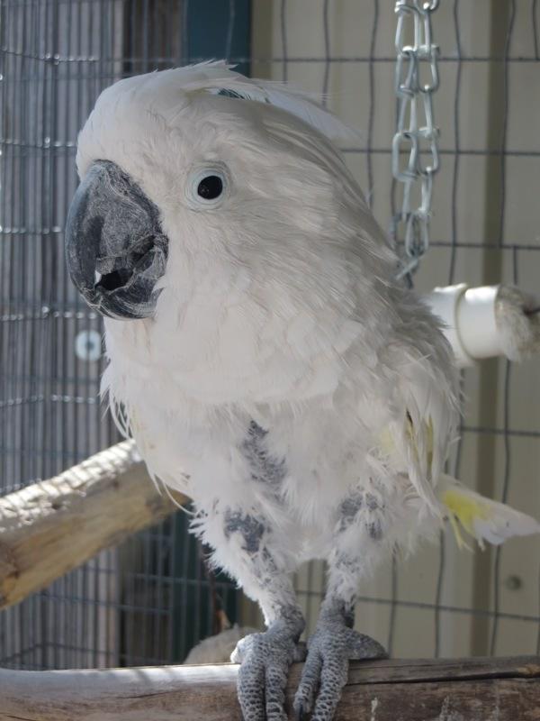 Joey, Adoptable, Senior Male Cockatoo.