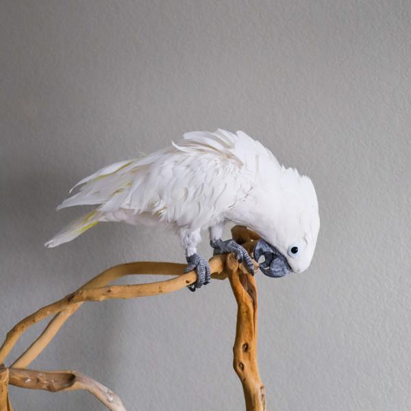 Enlarge Joey, a Adoptable Cockatoo in Elizabeth, CO image 1/6