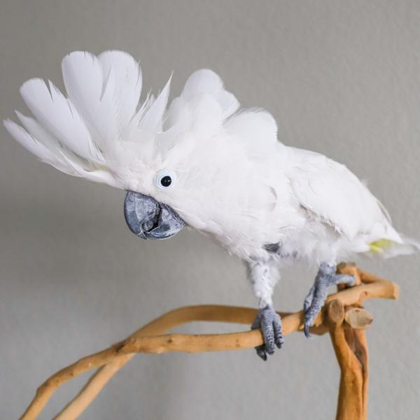Enlarge Joey, a Adoptable Cockatoo in Elizabeth, CO image 3/6