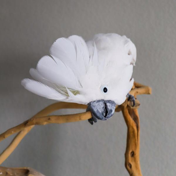 Enlarge Joey, a Adoptable Cockatoo in Elizabeth, CO image 4/6