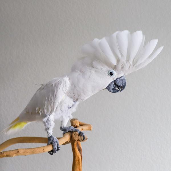 Enlarge Joey, a Adoptable Cockatoo in Elizabeth, CO image 5/6