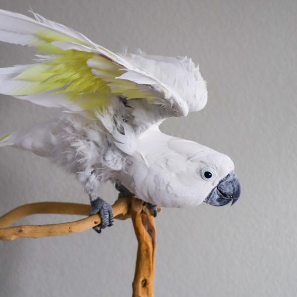 Enlarge Joey, a Adoptable Cockatoo in Elizabeth, CO image 6/6