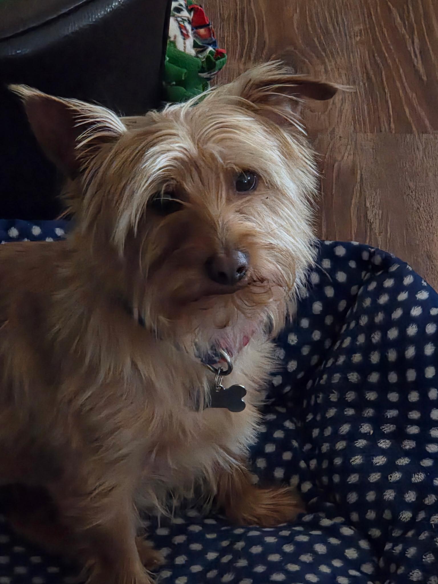 Toto, a ADOPTABLE Yorkshire Terrier in Lucerne Valley, CA image 2/3