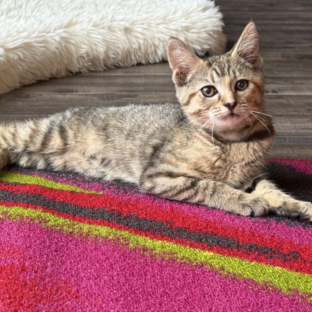 Muffin, Adoptable, Kitten Female Domestic Short Hair.