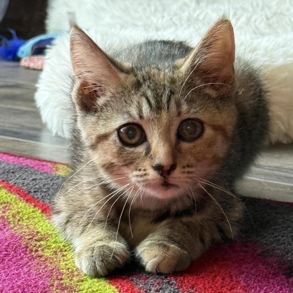 Enlarge Muffin, a Adoptable Domestic Short Hair in North Canton, OH image 2/3