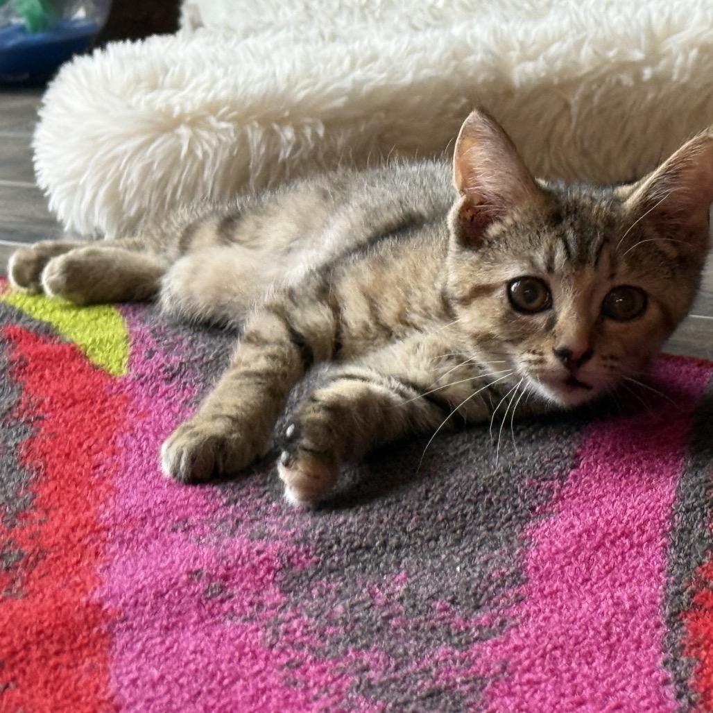 Enlarge Muffin, a Adoptable Domestic Short Hair in North Canton, OH image 3/3