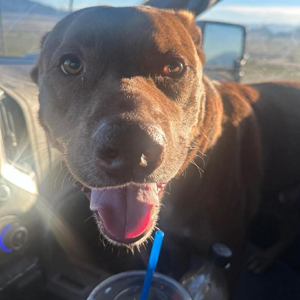 Enzo, Adoptable, Senior Male German Shepherd Dog & Australian Kelpie.