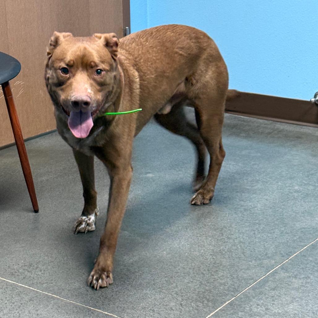 Enlarge Enzo, a Adoptable mixed breed in Idaho Falls, ID image 2/6