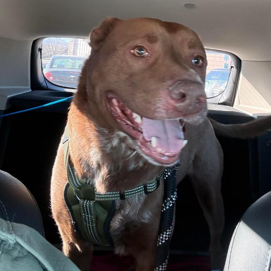 Enlarge Enzo, a Adoptable mixed breed in Idaho Falls, ID image 3/6