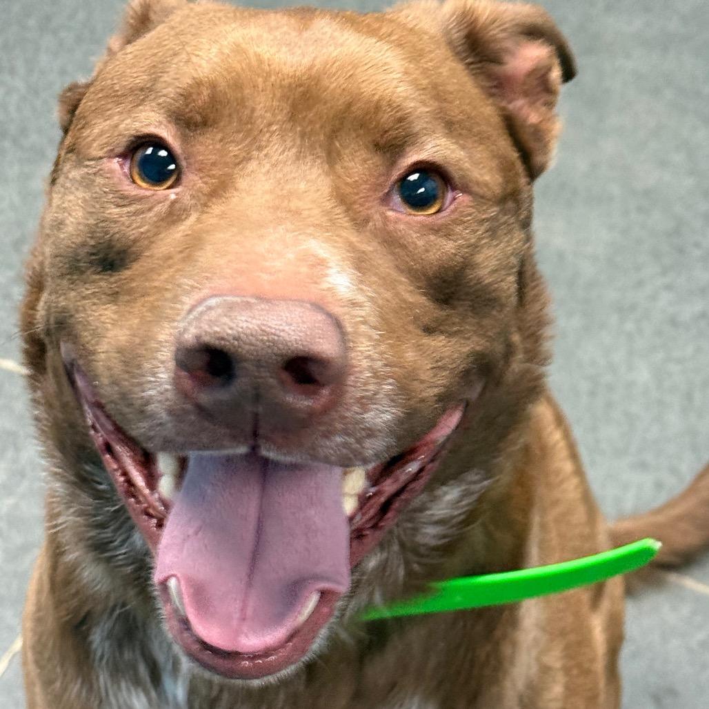 Enlarge Enzo, a Adoptable mixed breed in Idaho Falls, ID image 4/6